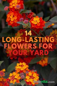 Diy Rose, Backyard Flowers, Container Gardening Flowers, Garden Wallpaper, Summer Plants, Outdoor Flowers, Beautiful Flowers Garden, Front Yard Garden