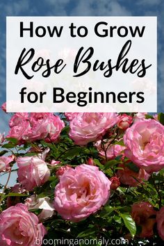 pink roses with the words how to grow rose bushes for beginners on it