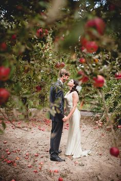 a bride and groom standing in an apple orchard surrounded by trees with red apples on them