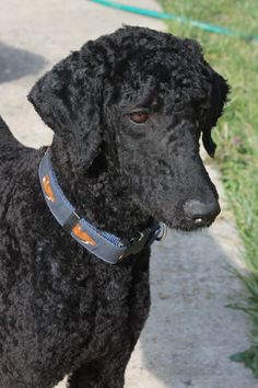 a black poodle standing on top of a sidewalk next to a grass covered field