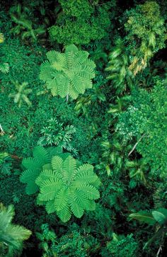 an aerial view of the forest with lots of green plants