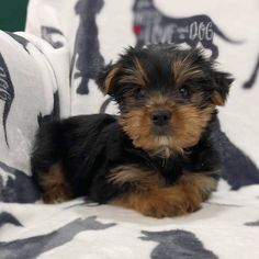 a small black and brown dog laying on top of a bed