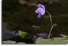 a small purple flower is growing out of the water