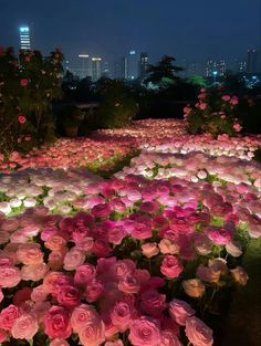 pink and white flowers are lit up in the night sky with skyscrapers in the background