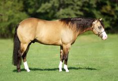 a brown and black horse standing on top of a lush green field next to trees