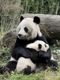 two panda bears sitting on the ground with their arms around each other's shoulders