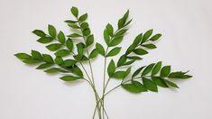 a bunch of green leaves sitting on top of a white table next to each other