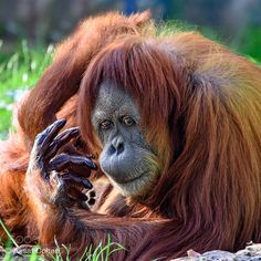 an orangutan laying on the ground with its hands in it's mouth