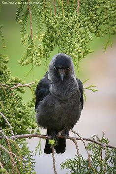 a black bird sitting on top of a tree branch