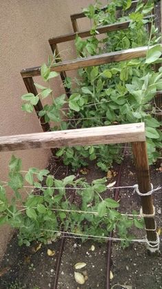 some plants are growing on the side of a building and there is no fence around them