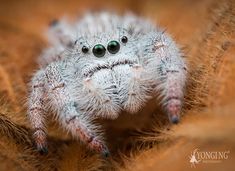 a white spider with green eyes sitting on top of a leaf covered ground, looking at the camera