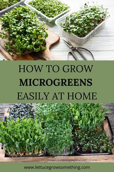 how to grow microgreens easily at home