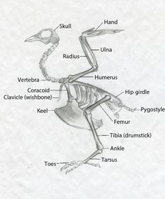 the skeletal structure of a bird is shown in black and white, with labels on each side