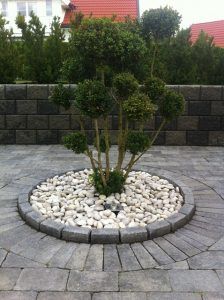 a small tree sitting in the middle of a stone garden bed with rocks around it