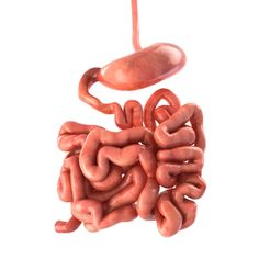 an image of the human stomach and intestructions on a white background