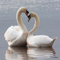 two white swans are in the water making a heart shape with their beaks together