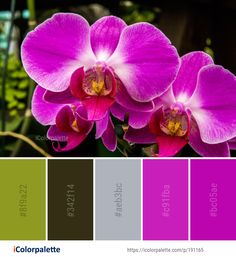 the color scheme is purple and green with two orchids on each side, along with other colors