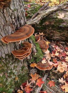 mushrooms growing on the side of a tree trunk