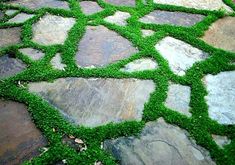 green grass is growing on the stone walkway