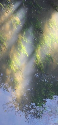 the sun shines through the water and leaves