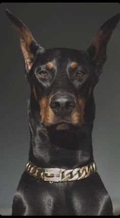 a black and brown dog wearing a gold chain around it's neck looking at the camera