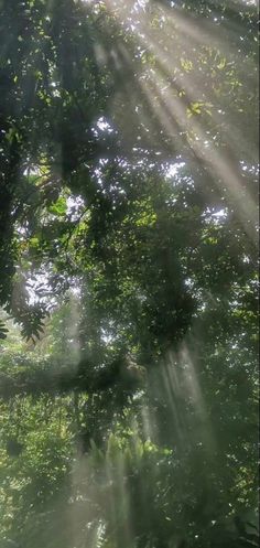 the sun shines through the leaves of trees in an open area with green foliage