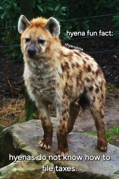 a hyena standing on top of a rock with the caption hyenas do not know how to file taxes