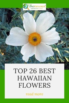 a white flower with the words top 26 best hawaiian flowers read more