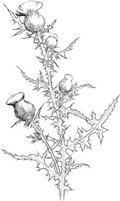 Cirsium Vulgare or Bull Thistle Coloring page Bull Thistle Tattoo, Thistle Embroidery, Scottish Thistle Tattoo, Thistle Plant, Thistle Tattoo, Thistles Art, Thistle Flower, White Drawing, Plant Drawing