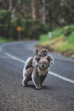 a small koala bear walking down the road with its head on it's back