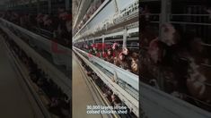 an aerial view of several rows of chickens in cages