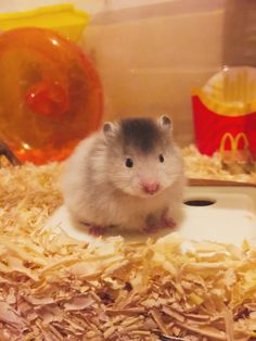 a hamster sitting on top of a pile of wood shavings in a cage