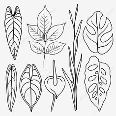 different types of leaves on a white background, black and white, line art, leaf png and psd