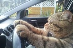 a cat sitting in the driver's seat of a car with its paw on the steering wheel