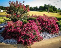 pink flowers are blooming in the middle of a graveled area with white rocks