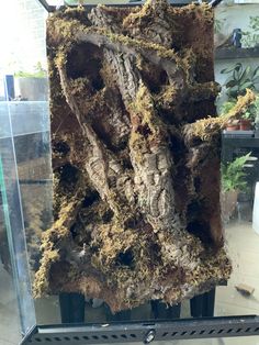 a large piece of wood with moss growing on it's sides in a glass case