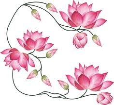 watercolor painting of pink lotus flowers on white background with green stems and leaves in the center