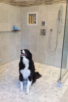 a black and white dog sitting in the middle of a bathroom with a walk in shower