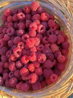 raspberries in a wicker basket on the ground