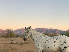 a white and black spotted horse standing in the desert