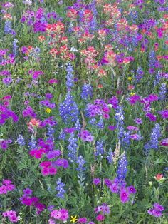 a field full of purple and red flowers