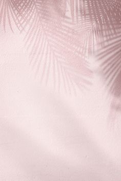 the shadow of a palm leaf on a pink wall