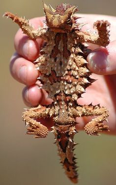 a person holding a small lizard in their hand