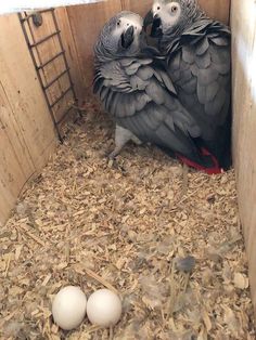 two parrots are sitting in their cage with eggs