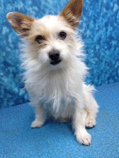 a small white dog sitting on top of a blue couch next to a blue wall