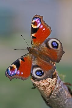 two butterflies sitting on top of a tree branch