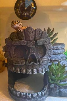 there is a small lizard sitting on top of a fake skull in front of some succulents