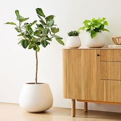 two potted plants sitting on top of a wooden cabinet