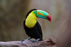 a colorful toucan sitting on top of a tree branch