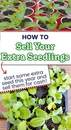 photo of vegetable seedlings with text overlay How to Sell Your extra seedlings -start some extra seed this year and sell them for cash! Money Growing, Plants At Home, Tomato Seedlings, Farm Plans, Planting Pot, Garden Harvest, Garden Nursery, Cold Frame, New Roots